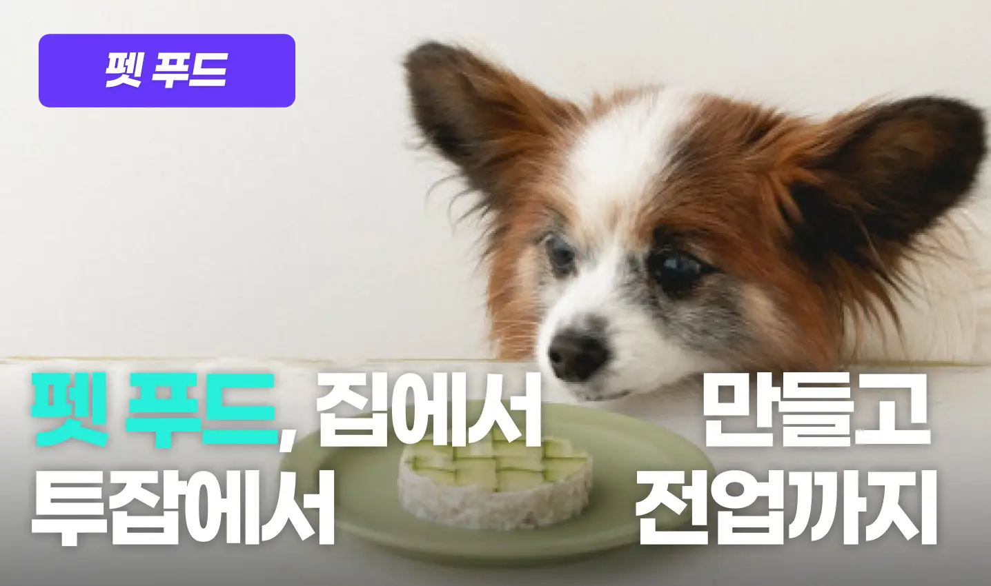 애견 간식 프로그램 이미지